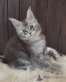 Дополнительные фото: Большое сердце, большие лапы Атлас несет в себе любовь, как легенду.