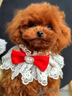 Фото №1. пудель (той) - купить в Брюсселе за договорная. Объявление №164616