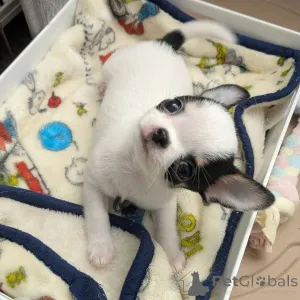 Фото №3. У вас красивые собаки. Я люблю чихуахуа, свяжитесь с WhatsApp Business.  Финляндия