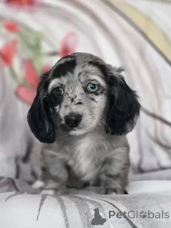 Фото №2 к объявлению №163061 о продаже таксу - купить в Финляндии частное объявление, из приюта