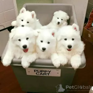 Фото №3. Beautiful Samoyed Puppies.  Норвегия