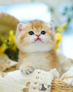 Фото №3. Британский короткошерстный котенок, девочка. Бельгия