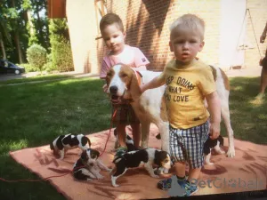 Дополнительные фото: Щеночки русской Гончей. Нам полтора месяца.