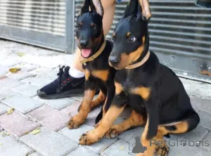 Фото №1. доберман - купить в Берхтсгаден за договорная. Объявление №162698