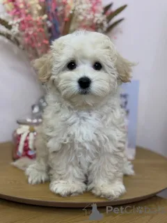 Фото №4. Продажа мальтипу в Кальво частное объявление - цена договорная