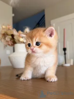 Фото №2 к объявлению №162905 о продаже британская короткошёрстная - купить в Франции частное объявление