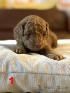 Фото №3. 4 Entzückende Maltipoo-babys 1.800.  Германия