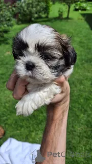 Дополнительные фото: Чистокровные щенки породы Ши-Тцу.