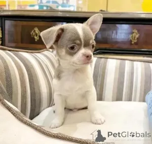 Фото №1. чихуахуа - купить в Хельсинки за 46384₽. Объявление №144452