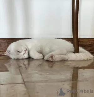 Фото №2 к объявлению №165467 о продаже  - купить в Франции 