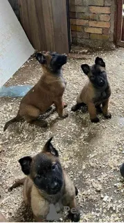 Фото №3. Бельгийская овчарка (Малинуа).  Сербия