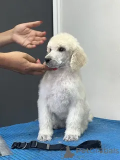 Дополнительные фото: Стандартный пудель