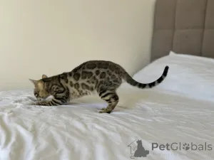 Дополнительные фото: Бенгальская кошка