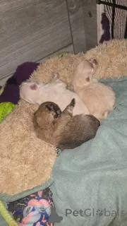 Фото №4. Продажа  в Андерлехт частное объявление - цена 74214₽