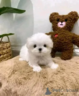 Фото №3. У нас родилась красивая малышка мальтийской болонки. Она очень ласковая и.  Финляндия