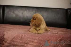 Дополнительные фото: ЗОЛОТОЙ РЕТРИВЕР - Американский тип, золотистый, ZKwP/FCI