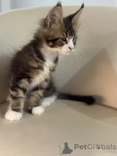 Дополнительные фото: Котята мейн-кун LOOF
