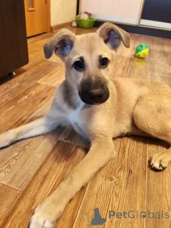 Фото №2 к объявлению №163839 о продаже беспородную - купить в России частное объявление