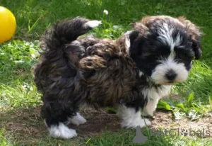 Фото №1. русская цветная болонка - купить в Туллн за договорная. Объявление №167327