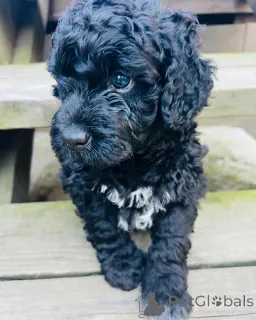 Фото №3. Португальский вассерхунд Welpen zu verkaufen.  Нидерланды