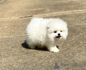 Фото №1. померанский шпиц - купить в Брюсселе за Бесплатно. Объявление №154637