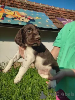 Фото №1. оттерхаунд - купить в Белграде за договорная. Объявление №139236
