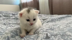 Фото №2 к объявлению №139327 о продаже британская короткошёрстная - купить в Ирландии частное объявление