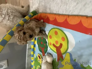 Дополнительные фото: Бичпу собаки