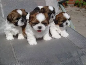 Фото №1. ши-тцу - купить в Франкфурт-на-Майне за договорная. Объявление №164707