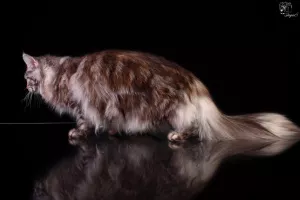 Дополнительные фото: Kitten Maine Coon