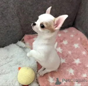 Фото №2 к объявлению №165761 о продаже чихуахуа - купить в Бельгии 