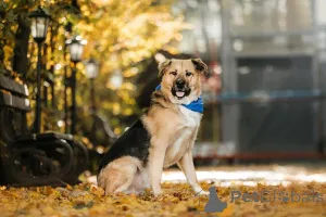 Фото №2 к объявлению №156697 о продаже беспородную - купить в России частное объявление