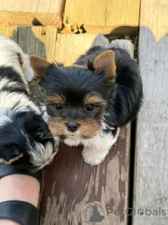 Фото №3. Beaver Yorkshire Terrier щенки для усыновления.  Германия