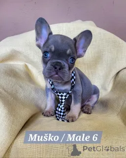 Дополнительные фото: Щенки французского бульдога экзотических окрасов.