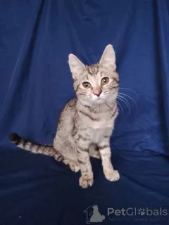 Дополнительные фото: Машенька ищет дом!