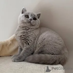 Фото №2 к объявлению №155695 о продаже британская короткошёрстная - купить в Австрии частное объявление