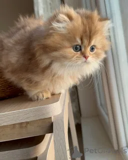 Фото №1. персидская - купить в Барселе за договорная. Объявление №165625