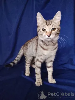 Дополнительные фото: Котенок Машенька ищет дом!