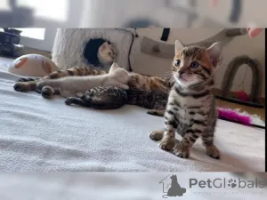 Фото №1. священная бирма - купить в Affalterbach за 32468₽. Объявление №147304