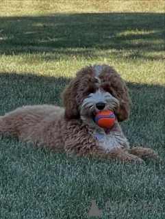 Фото №2 к объявлению №157219 о продаже лабрадудля - купить в Финляндии частное объявление