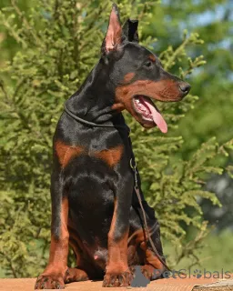 Фото №2 к объявлению №147984 о продаже беспородную - купить в Швеции частное объявление