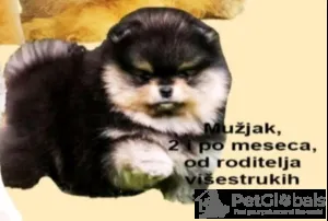 Дополнительные фото: Purebred Boo Pomeranian щенки