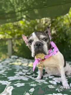 Фото №1. французский бульдог - купить в Глазго за договорная. Объявление №151726