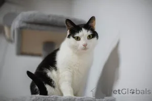 Дополнительные фото: Ласковый котик Джон ищет семью.