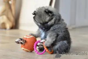 Фото №1. померанский шпиц - купить в Алекшинс за договорная. Объявление №167119