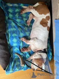 Фото №3. В наличии сука бассет-хаунда.  Германия