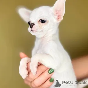 Дополнительные фото: Щенки чихуахуа действительно подходят как кобелям, так и сукам.