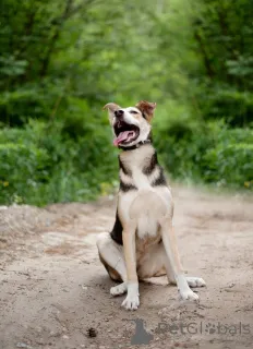 Дополнительные фото: Ума трогательная малышка, ей всего 10 месяцев ищет дом.