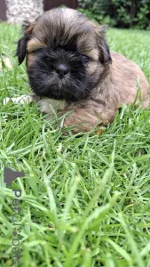 Дополнительные фото: Чистокровные щенки Ши-Тцу