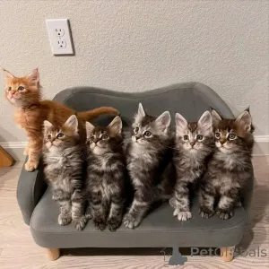 Фото №1. мейн-кун - купить в Гамбург за договорная. Объявление №163218